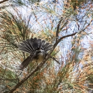 Rhipidura albiscapa at Tallong, NSW - 9 Sep 2023