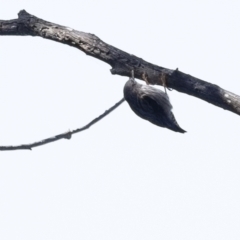 Daphoenositta chrysoptera (Varied Sittella) at Tallong, NSW - 9 Sep 2023 by Aussiegall