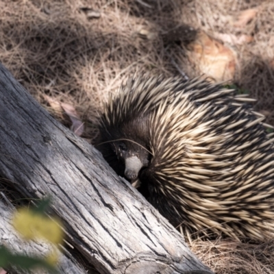 Tachyglossus aculeatus (Short-beaked Echidna) at Tallong, NSW - 9 Sep 2023 by Aussiegall