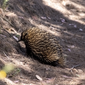 Tachyglossus aculeatus at Tallong, NSW - 9 Sep 2023 01:57 PM