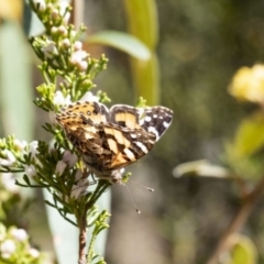 Vanessa kershawi (Australian Painted Lady) at Tallong, NSW - 9 Sep 2023 by Aussiegall