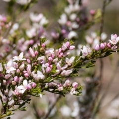 Boronia anemonifolia subsp. anemonifolia at Tallong, NSW - 9 Sep 2023 by Aussiegall