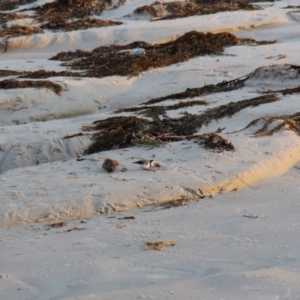 Epthianura albifrons at Maria Island, TAS - 18 Apr 2018 05:16 PM