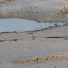 Epthianura albifrons at Maria Island, TAS - 18 Apr 2018