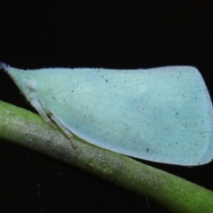 Siphanta acuta (Green planthopper, Torpedo bug) at ﻿Venman Bushland National Park - 24 Aug 2023 by TimL