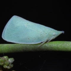 Siphanta acuta at Mount Cotton, QLD - 24 Aug 2023 12:29 PM