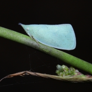 Siphanta acuta at Mount Cotton, QLD - 24 Aug 2023