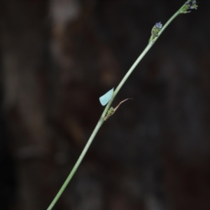 Siphanta acuta at Mount Cotton, QLD - 24 Aug 2023