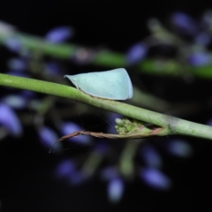 Siphanta acuta at Mount Cotton, QLD - 24 Aug 2023