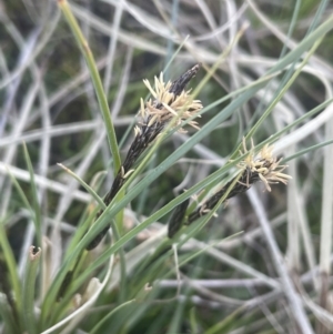 Carex bichenoviana at Lake George, NSW - 10 Sep 2023