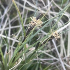 Carex bichenoviana (A Sedge ) at Lake George, NSW - 10 Sep 2023 by JaneR