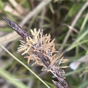 Carex bichenoviana at Lake George, NSW - 10 Sep 2023