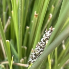 Carex tereticaulis (Poongort) at Lake George, NSW - 10 Sep 2023 by JaneR