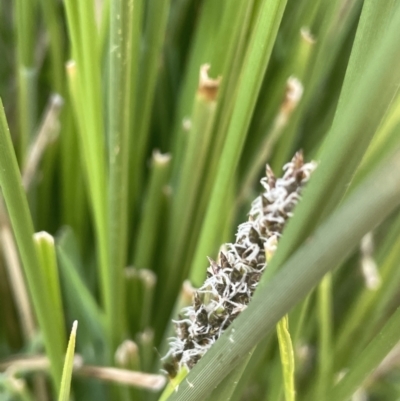 Carex tereticaulis (Poongort) at Lake George, NSW - 10 Sep 2023 by JaneR