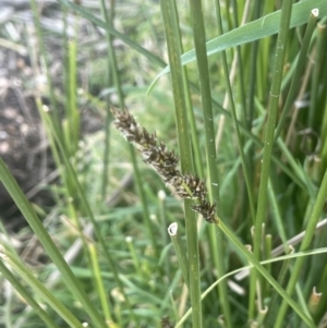 Carex tereticaulis at Lake George, NSW - 10 Sep 2023