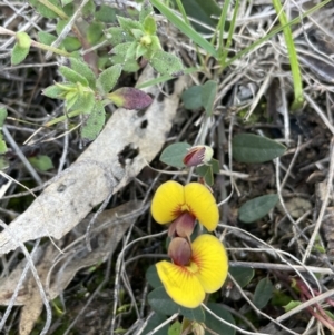 Bossiaea prostrata at Lerida, NSW - 10 Sep 2023 02:29 PM