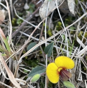 Bossiaea prostrata at Lerida, NSW - 10 Sep 2023 02:29 PM