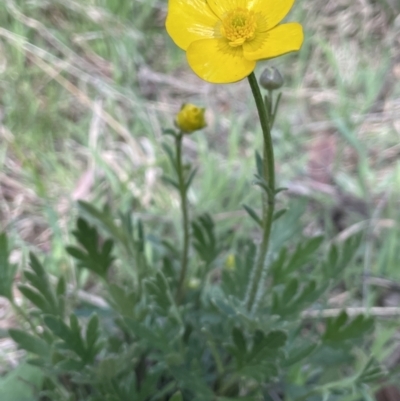 Ranunculus lappaceus (Australian Buttercup) at Lerida, NSW - 10 Sep 2023 by JaneR