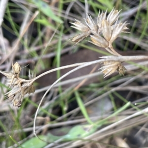 Juncus homalocaulis at Lerida, NSW - 10 Sep 2023