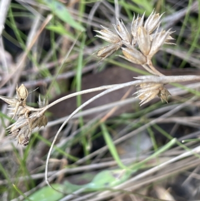 Juncus homalocaulis (A Rush) at Lerida, NSW - 10 Sep 2023 by JaneR