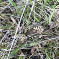 Juncus homalocaulis at Lerida, NSW - 10 Sep 2023