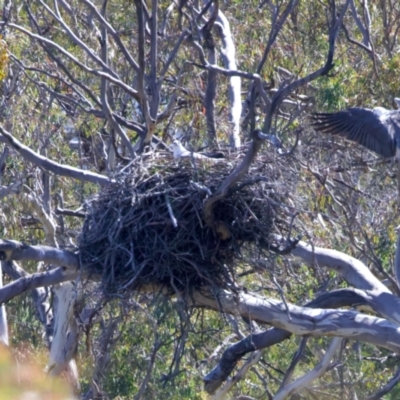 Haliaeetus leucogaster (White-bellied Sea-Eagle) at Googong, NSW - 10 Sep 2023 by jb2602