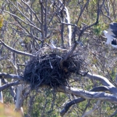 Haliaeetus leucogaster at Googong, NSW - 10 Sep 2023