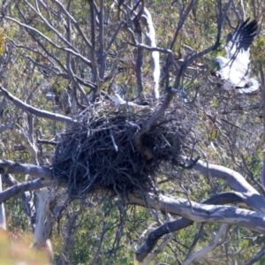 Haliaeetus leucogaster at Googong, NSW - 10 Sep 2023