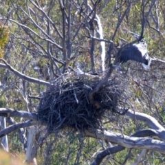 Haliaeetus leucogaster at Googong, NSW - 10 Sep 2023