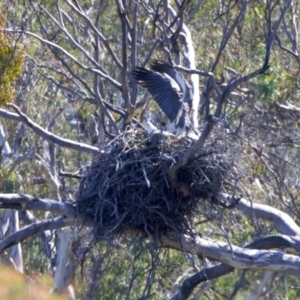 Haliaeetus leucogaster at Googong, NSW - 10 Sep 2023