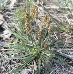 Plantago coronopus (Buck's-Horn Plantain) at Lerida, NSW - 10 Sep 2023 by JaneR