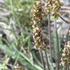 Plantago coronopus at Lerida, NSW - 10 Sep 2023 01:50 PM