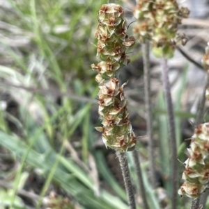 Plantago coronopus at Lerida, NSW - 10 Sep 2023