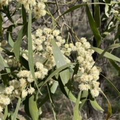 Acacia melanoxylon (Blackwood) at Lerida, NSW - 10 Sep 2023 by JaneR