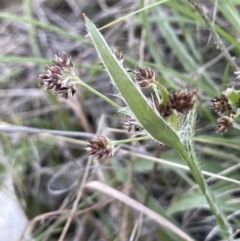 Luzula meridionalis (Common Woodrush) at Lerida, NSW - 10 Sep 2023 by JaneR