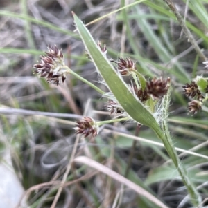 Luzula meridionalis at Lerida, NSW - 10 Sep 2023