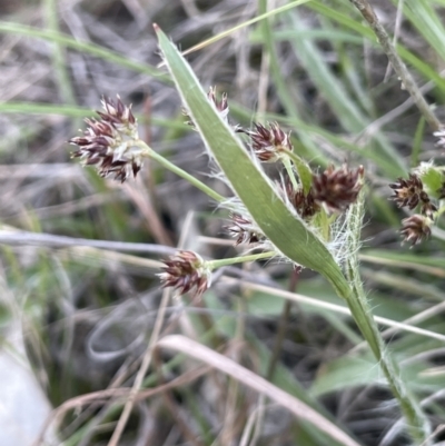 Luzula meridionalis (Common Woodrush) at Lerida, NSW - 10 Sep 2023 by JaneR