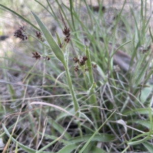 Luzula meridionalis at Lerida, NSW - 10 Sep 2023