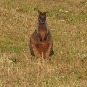 Wallabia bicolor at Kangaroo Valley, NSW - 11 Sep 2023