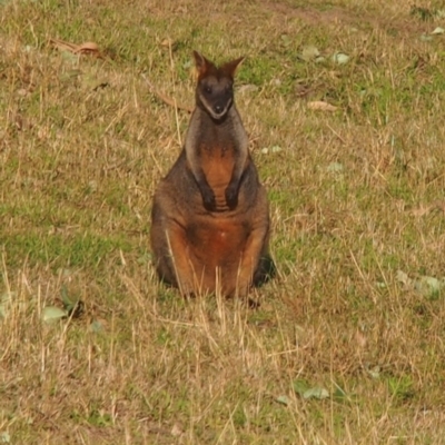 Wallabia bicolor (Swamp Wallaby) at Kangaroo Valley, NSW - 10 Sep 2023 by lbradley