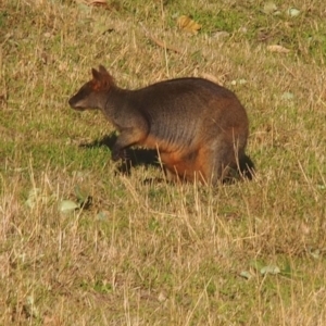 Wallabia bicolor at Kangaroo Valley, NSW - 11 Sep 2023