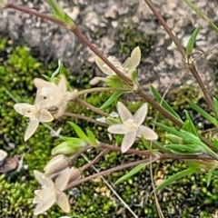 Sagina apetala (New Zealand Moss) at Ulladulla, NSW - 10 Sep 2023 by trevorpreston