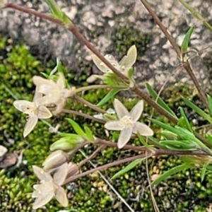 Sagina apetala at Ulladulla, NSW - 10 Sep 2023