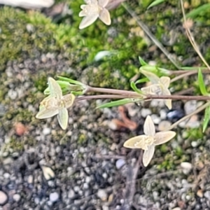 Sagina apetala at Ulladulla, NSW - 10 Sep 2023