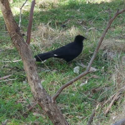 Corcorax melanorhamphos (White-winged Chough) at Caladenia Forest, O'Connor - 9 Sep 2023 by ConBoekel