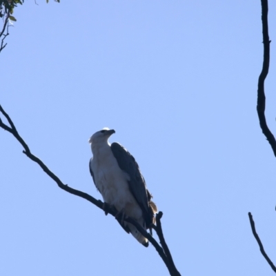 Haliaeetus leucogaster (White-bellied Sea-Eagle) at QPRC LGA - 10 Sep 2023 by jb2602