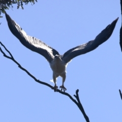 Icthyophaga leucogaster at Googong, NSW - suppressed