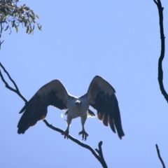 Haliaeetus leucogaster at Googong, NSW - suppressed
