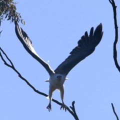 Haliaeetus leucogaster at Googong, NSW - 10 Sep 2023