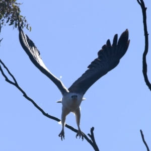 Icthyophaga leucogaster at Googong, NSW - suppressed